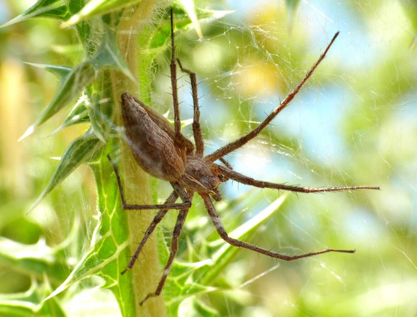 Pisaura sp.: carrellata di nidi - Tolfa (RM)